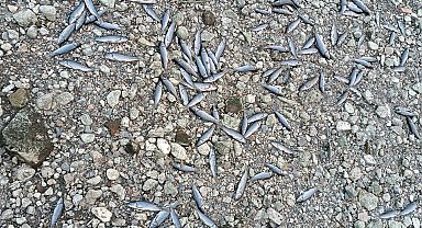 Çanakkale'de çay kısmen kurudu; toplu balık ölümleri yaşandı