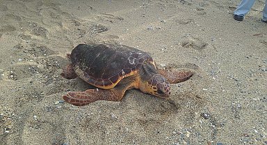 Caretta caretta 'Güzel İzmir'in sinyali, Gazze açıklarında kesildi