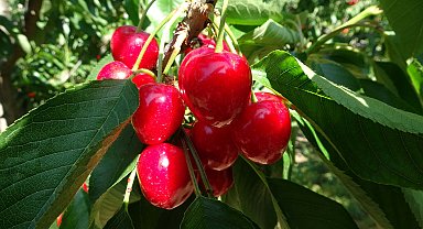 Çay bardağına sığmayan 'Lapseki devi' kirazda hasat zamanı