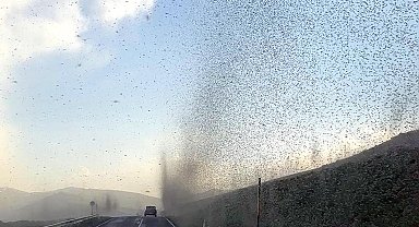 Çıldır Gölü'nde 'sinek fırtınası'