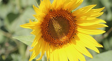 Çukurova'da su krizine karşı ayçiçeği yetiştiriciliği önerisi