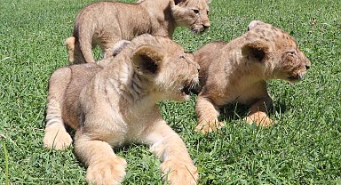 Cumhurbaşkanı Erdoğan'a hediye edilen aslanların 3 yavrusu dünya geldi
