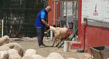 Cumhurbaşkanı Erdoğan'ın bağışladığı kurbanlık 2 koç, Konya'da kesildi