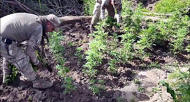 Diyarbakır'da 12,3 milyon kök kenevir ve skunk ele geçirildi; 22 tutuklama