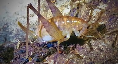 Diyarbakır'da bulunan yeni çekirge türüne 'Troglophilus diclensis' ismi verildi