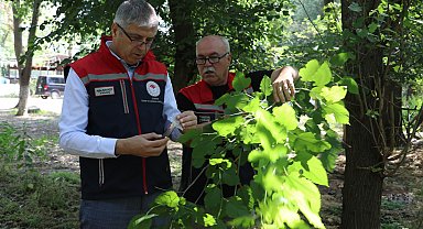Edirne'de 'kahverengi kokarca'ya karşı 2 bin adet samuray arısı doğaya salındı