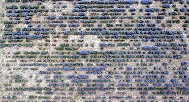 Edirne'de 'Lavanta Tarla Günleri' başladı