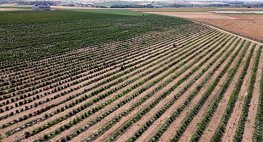 Edirne'de yaban mersini hasadı, don nedeniyle verim kaybıyla başladı