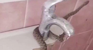 Evinin lavabosunu çekiçle kırıp sıkışan yılanı çıkardı