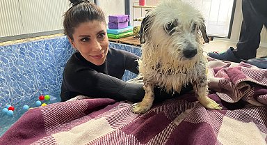 Felç kalınca terk edilen köpek 'Kırpık'a yuva aranıyor