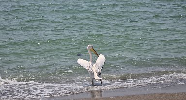 Göç yolunda tek başına kalan ak pelikan, görüntülendi