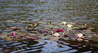 Gölcük Tabiat Parkı'nda nilüfer çiçeğini koparmanın cezası 557 bin lira