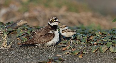 Halkalı küçük cılıbıt ve yavruları, Milleyha'daki molada görüntülendi