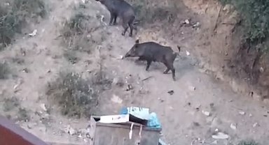 Hatay'da aç kalan yaban domuzları yerleşim alanına indi; o anlar kamerada