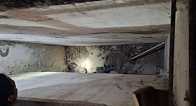 Havalandırma boşluğunda mahsur kalan 2 yavru kediyi itfaiye kurtardı