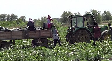 Iğdır'da yetiştirdiği karpuzları erken toplayan üreticinin hedefi 4 hasat