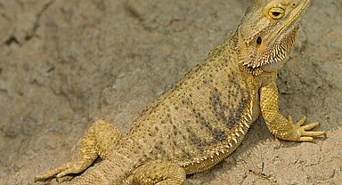 İnternetten 'sakallı ejder' satışına 60 bin 187 lira ceza