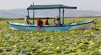 Işıklı Gölü'nde 'nilüfer' turizmi