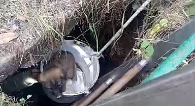 İstanbul- Arnavutköy'de kuyuya düşen 4 yavru köpek kurtarıldı