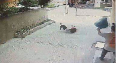 İstanbul- Ataşehir'de Pitbull'un saldırdığı 7 yaşındaki Ahmet'in annesi: Tasması yok, boynunda ipi yok