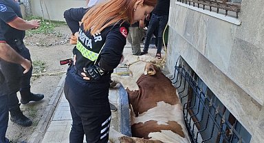 İstanbul- Bahçelievler'de bodrum kattaki dairenin pencere boşluğuna düşen kurbanlık kurtarıldı