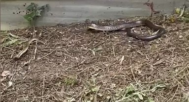 İstanbul- İstanbul'da havalar ısındı, yılanlar ortaya çıktı: Önce tanımak sonra korumak gerekiyor