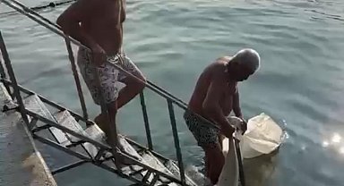 İstanbul-Ölü yunus Bebek sahilinde karaya vurdu; çöp konteynerine atıldı