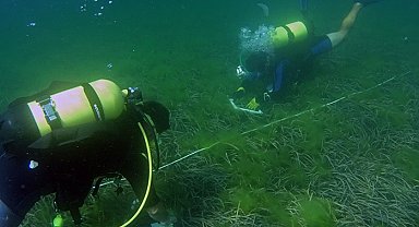 İstanbul - Prof.Dr.Bayram Öztürk: Deniz çayırları Marmara'nın oksijen fabrikaları korunmaları çok önemli