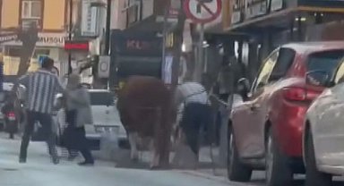 İstanbul - Ümraniye'de pazardan kaçan kurbanlık boğa kamerada -2 Ek görüntü ve bilgi