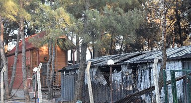 İzmir Bornova'da orman yangını