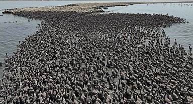 İzmir Kuş Cenneti, yaklaşık 13 bin flamingo yavrusuna ev sahipliği yapıyor