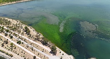 İzmir'de lagünü deniz yosunları kapladı