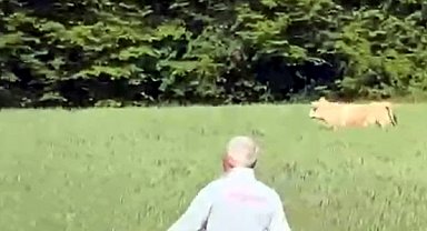 Kaçan kurbanlık boğa ormanda yakalandı