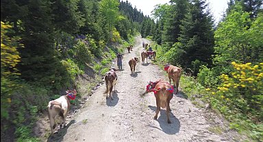Karadeniz'de türkülü manili renkli yayla göçü