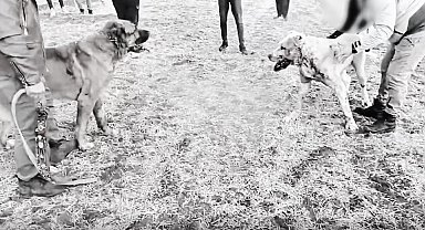 Kayseri'de köpek dövüştüren 8 kişiye gözaltı