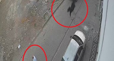 Kesilmek isterken kaçan keçi damdan düştü; o anlar kamerada