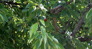 Kirazdaki rekolte kaybı vişnede de bekleniyor