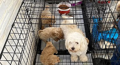 Kırklareli'de kaçak cins köpek üretim yerine baskın