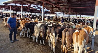 Kırşehir'de canlı hayvan pazarı, 'şap' gerekçesiyle geçici olarak kapatıldı