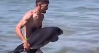 Kıyıya vuran yaralı yavru yunus denize bırakıldı