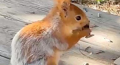 Kızıl sincap, piknikçilerin yanına gelip çekirdek yedi