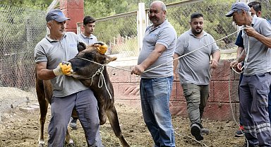 Kurban Bayramı'na özel 'hayvan yakalama ekibi' hazır