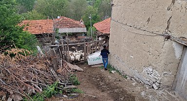 Kütahya'da ağılan girip sürüye saldırdı; 25 koyun öldü