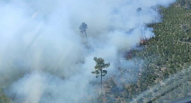 Manisa'da orman yangını