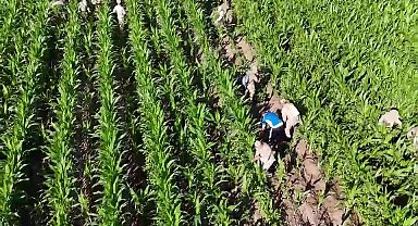 Mısır tarlasında 41 bin kök skunk ele geçirildi: 2 gözaltı