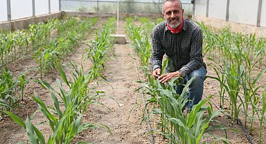 Mısırda kuraklığa dayanıklı tür ıslahında başarı