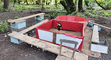 Muğla'da bahisli horoz dövüşüne baskın; hayvanları koruma derneği başkanı ve 15 şüpheli yakalandı