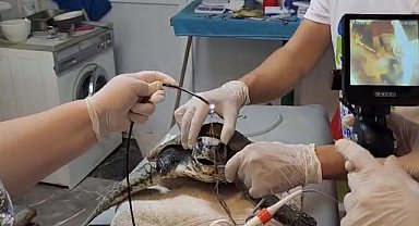 Muğla'da yaralı caretta caretta bulundu