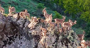 Munzur Dağları'nda dağ keçileri görüntülendi