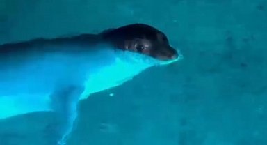 Nesli tehlike altındaki Akdeniz foku kamerada